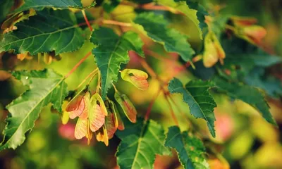 Green Optima - Питомник растений