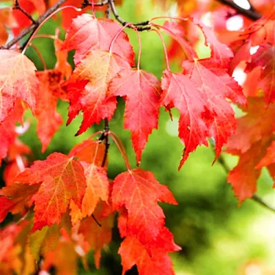 Клен \"Гиннала\" (татарский) (Acer tataricum ginnala) - Лиственные растения  весна 2024 года - купить лиственные растения спирея, кизильник, барбарис,  лапчатка.