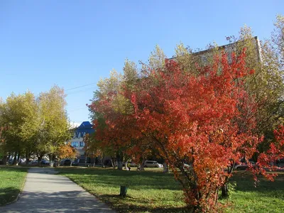 Живая изгородь из клена татарского. Набор саженцев клёна для живой изгороди  - питомник РусСад.