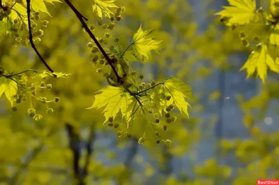 Фото: Клен цветет. Olcen. Природа. Фотосайт Расфокус.ру