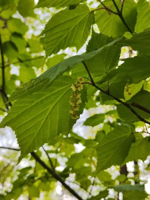 ясень лист клен цветущий весной Стоковое Фото - изображение насчитывающей  природа, пуща: 217045246