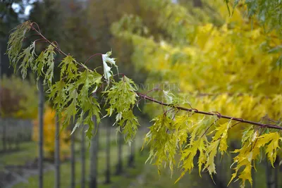 Acer platanoides - Клен остролистный | Mustila