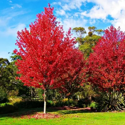 Японский клён весной Клён дланевидный Acer palmatum :: Swea Land –  Социальная сеть ФотоКто