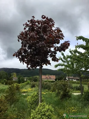 Клён остролистный (Acer platanoides)