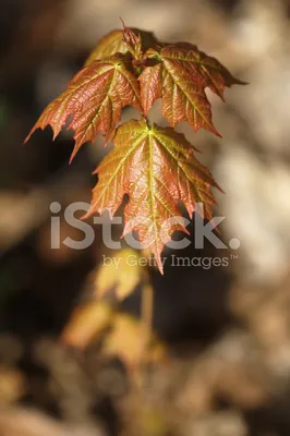 Клен серебристый, acer saccharinum