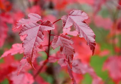 Клен фримана 'Autumn Blaze' (Отом Блейз): купить саженцы в Москве -  Ромашкино Парк