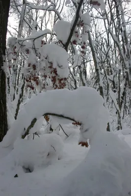 Клён серебристый (Acer saccarinum)