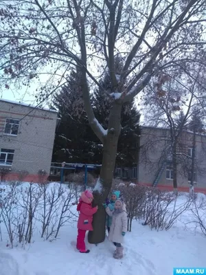 клен | село Анисимовка, зимний поход на пасечную поляну в тайге |  Фотографии | Вадим | Клуб | SHAMORA.info