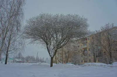 Сохнет дерево | Пикабу