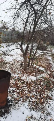 ЗИМОЙ ДАЖЕ ПРОЩЕ отличить клён от ясеня. 🍁 У клёнов двойные плоды с  выраженной «лопастью». У остролистного «развёрнутые» в 180'… | Instagram