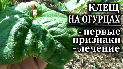 Клещ на огурцах Посмотрите первые признаки, узнайте чем лечить огурцы от  клеща - YouTube