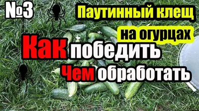 Паутинный клещ на огурцах! Обработка №3 от паутинного клеща на огурцах и  баклажанах | Паутина, Лечение, Растения