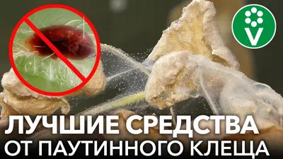 Как победить в борьбе с паутинным клещом