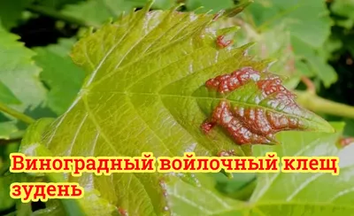 Если листья огурцов стали пятнистыми — пришла беда: уничтожаем паутинного  клеща мылом (метод работает)