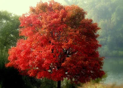 Клен гиннала (Acer ginnala)