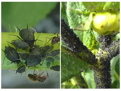 Вредители томатов: защита, борьба и обработка томатов от вредителей