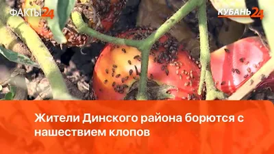 Вредители помидоров и борьба с ними - Agro-Market24