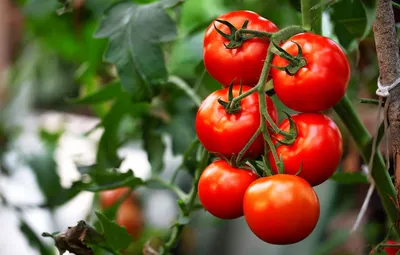 Как бороться с клопами на помидорах На вопросы огородников о том, чт� |  Lifeinsect.ru - Все про насекомых и методы борьбы с ними | Постила