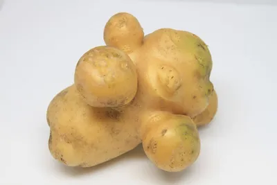 Подготовка клубней картофеля к посадке:важные моменты | Сад и огород | Дзен