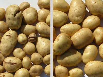 Клубень картофеля с общими болезнями парши Стоковое Фото - изображение  насчитывающей картошка, черный: 178267412