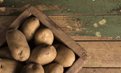 Вторичный рост клубней картофеля | Новости и события отрасли овощеводства и  картофелеводства | Дзен