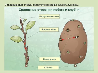 Разрастание чечевичек клубней картофеля - описание, симпотмы, меры защиты –  ЭТК Меристемные культуры