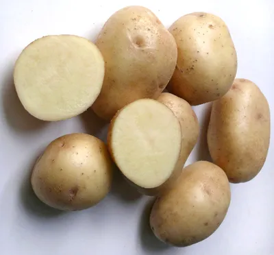 Клубень картофеля на белом фоне Иллюстрация вектора - иллюстрации  насчитывающей зажарено, овощ: 179679562
