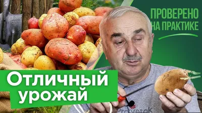 Вебинар «Алгоритм защиты клубней картофеля» | Картофельные технологии