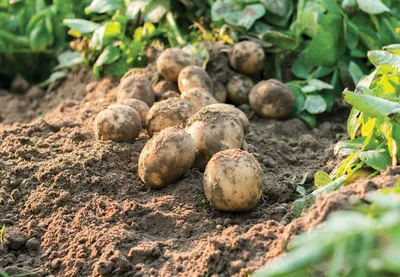 Купить сортовой семенной картофель Невский на посадку | Питомник ВАСХНиЛ