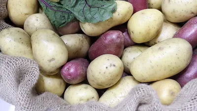 7 признаков непригодности клубней картофеля к посадке. Как правильно  разрезать клубень | Сад Жизни | Дзен