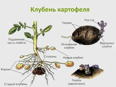 Советы специалиста по увеличению урожая картофеля