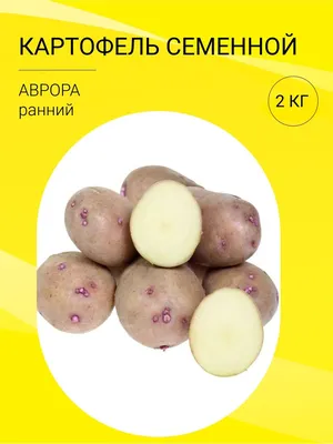 Внимание! Бурая гниль картофеля и вироид веретоновидности клубней картофеля  :: Krd.ru
