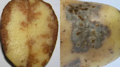 Результаты проращивания семенных клубнй картофеля перед посадкой 2019