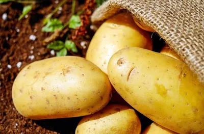Как увеличить урожайность картофеля на 30-40%. Советы агронома-технолога —  Latifundist.com