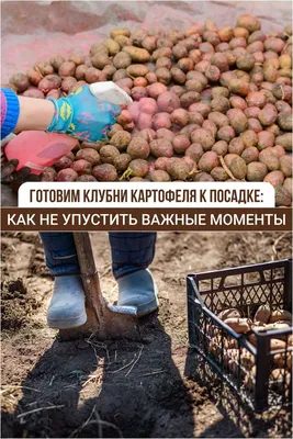 Чем болеет картофель? — Дятлово. Перамога. Дятловская районная газета