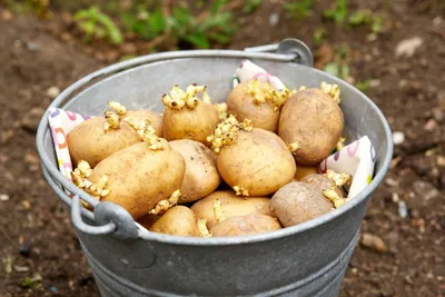 Завод картофель сцены клубней картофеля Стоковое Фото - изображение  насчитывающей удобрение, клубень: 173348070