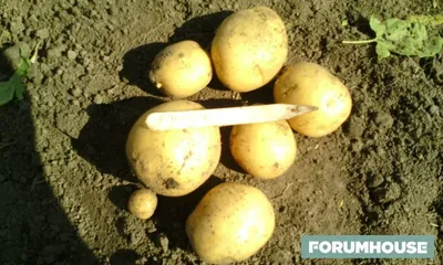 Картофель посадочный, клубни картофеля, семенной картофель Пчелка Садовод  145839086 купить в интернет-магазине Wildberries
