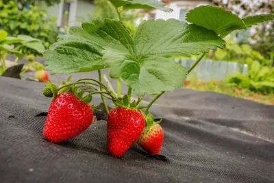 Всем любителям ягоды советуют так делать: Для чего делают в сентябре клубничные  грядки