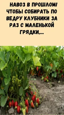 Грядки - ГОСт.рф Грядка оцинкованная для дачи и сада длина 4 метра х 1 м