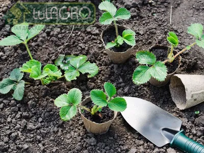 КЛУБНИЧНЫЕ ЧУДО-ГРЯДКИ🍓 Своими руками!!!☝️ Вернее, золотыми ручками моего  Юры: @iuriinozdrevatykh ❤ У нас тут как-то спросили: \"А чего… | Instagram