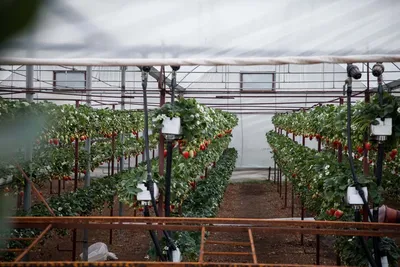 Как выращивают клубнику в зоне рискованного земледелия