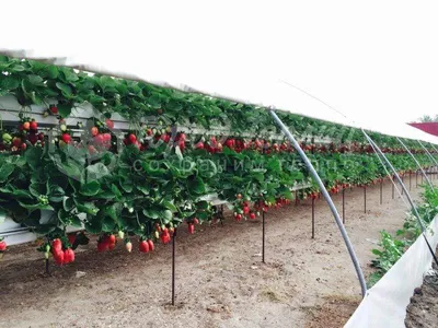 Земная ягода: почему тепличной клубнике не нужен субстрат