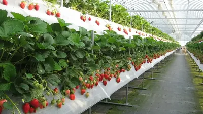 Выращивание клубники по голландской технологии - Прогрессивное  растениеводство