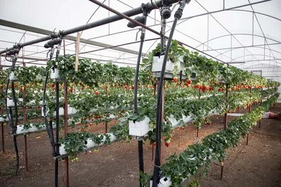 Технология выращивания клубники в теплице круглый год | В саду (Огород.ru)