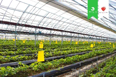 Своя и экологически чистая: как резидент ТОР в Приморье выращивает клубнику  по голландской технологии - PrimaMedia.ru