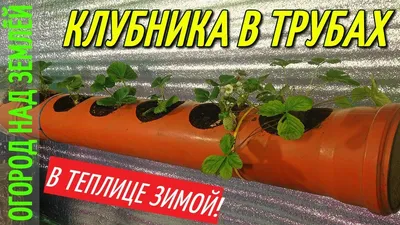 Выращивание клубники в теплице: за или против. Статьи ЭКО ТЕПЛИЦА