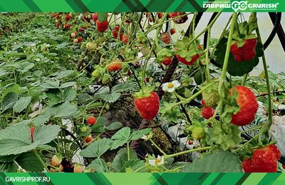 Бизнес-план выращивания клубники в теплице: лето будет круглый год
