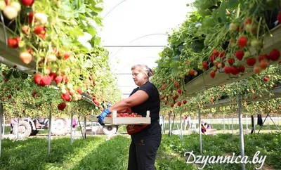 Житель Якутска выращивает клубнику в круглогодичной теплице, построенной за  три миллиона рублей. А теперь хочет приостановить