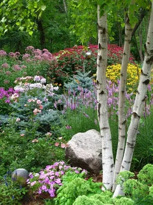 Популярные сорта березы 🌳 Купить саженцы с доставкой