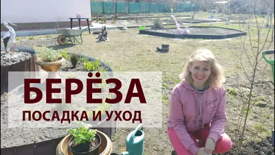 Популярные сорта березы 🌳 Купить саженцы с доставкой